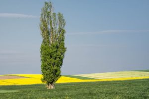 Details zur Pappel - Was ist Pappelholz? - Lexikon Wohnen-shop.at Was ist Pappelholz? Mehr über die Pappel, ihr Holz und die Verwendung im Wohnen,de Lexikon online!