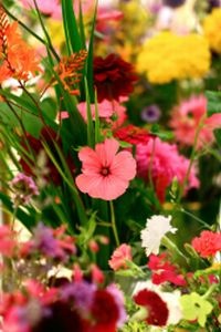 Blumen