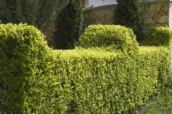 Gartenhecke