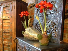 amaryllis-ritterstern