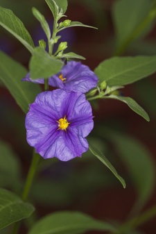blaues-lieschen