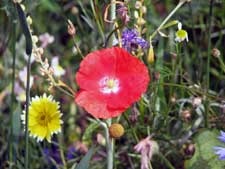 blumen-wiese-2