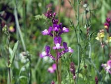 blumen-wiese