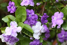 brunfelsie-brunfelsia