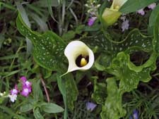 Vorstellung verschiedener Gartenkonzepte - Gartengestaltung