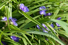 dreimasterblume