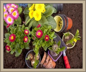gartenpflanzen-wetterbestaendig