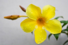 goldtrompete-allamanda