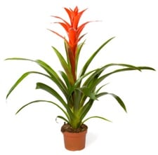 guzmania