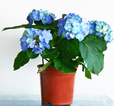 hortensie