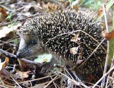 igel igel