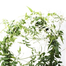 jasmin