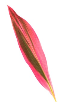 keulenlilie