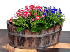 kreuzkraut-cinerarie