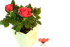 kussrose-topfrose-zwergrose