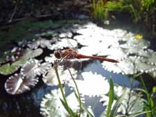 libelle-teich libelle-teich