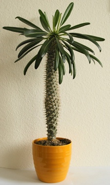 madagaskarpalme