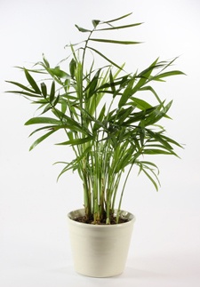 palmen-bergpalme