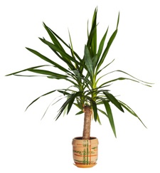 palmlilie-yucca