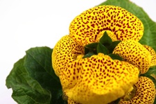 pantoffelblume