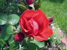 rose-beet