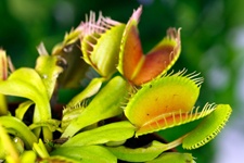 venusfliegenfalle