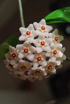 wachsblume