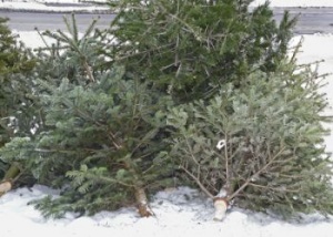 weihnachtsbaum-entsorgen