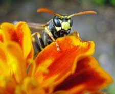 wespe-tagetes