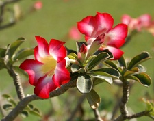 wuestenrose