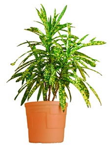 wunderstrauch-kroton-croton