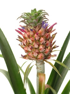 zierananas