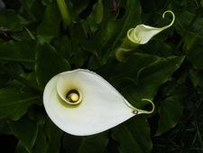 zimmerkalla-zimmercalla