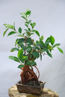 zimmerpflanzen-feng-shui