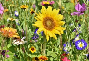 Wiese mit Blumen - ein Paradies für Bienen und Hummeln im Garten schaffen - Blumenwiese anlegen Anlage einer Blumenwiese