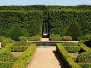 Eine Buchsbaumhecke pflanzen - Anleitung und Tipps