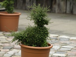 Giftiger Buchsbaum im Garten kann für den Hund gefährlich werden.