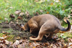 Ein Hund sollte auch im Garten mal buddeln dürfen.