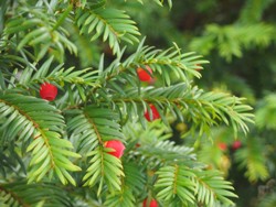 Hochgiftige Gartenpflanze: Eibe - nicht nur für Hunde!