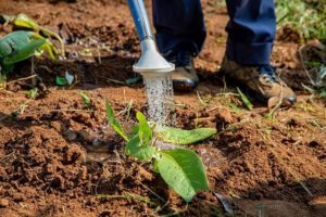 Wasser sparen - Wann im Garten gießen?