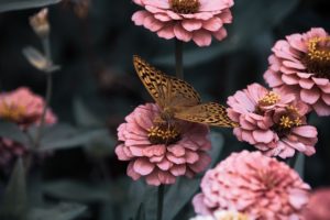 Gartengestaltung - Blumengarten Gestaltung eines Blumengartens