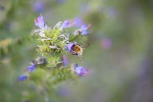Naturgarten Gestaltung - Worauf achten? Was ist wichtig? Naturgarten gestalten - natürlicher Garten