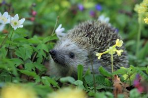 Gartenratgeber - Pflanzen und Tiere im Garten erleben