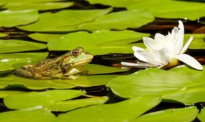 Teich planen Gartenteich planen - Teichplanung