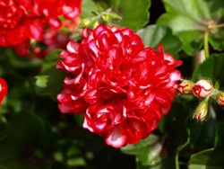 Giftige Pflanzen im Garten für Hunde: Geranien