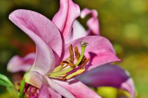 Giftige Pflanzen im Garten: Lilien sind für Hunde giftig