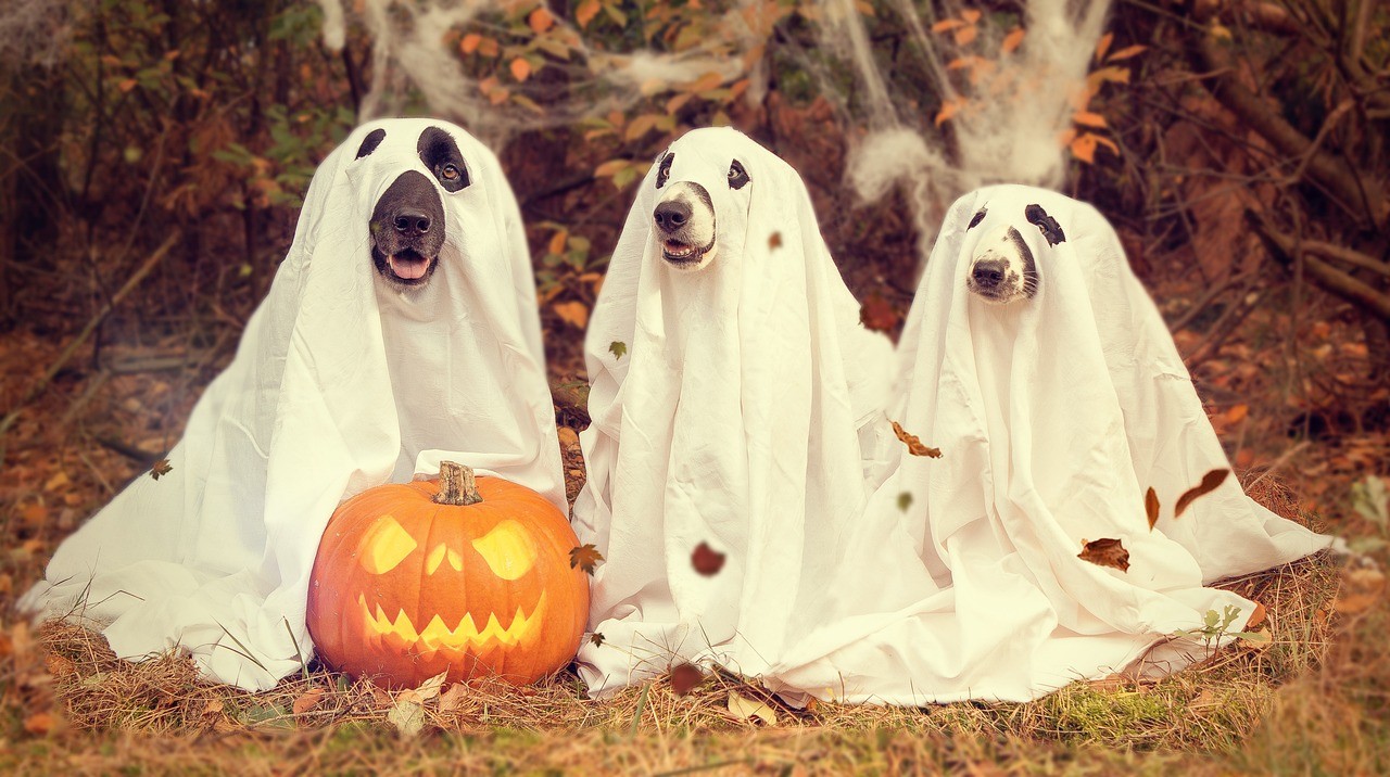 Halloween 2023 Halloween 2023