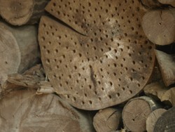 Risse im Holz machen die Nisthilfe für Bienen unattraktiv: Bohren Sie ins Längsholz oder halbieren Sie Stämme und Äste vorbeugend.