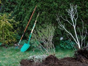 So pflanzt man eine Hecke an