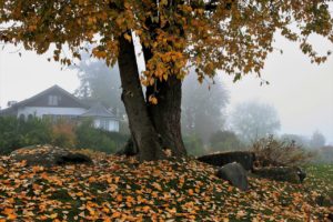Herbst - Gerichtsurteile für Mieter, Vermieter und Eigentümer